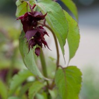 Himalayan Honeysuckle